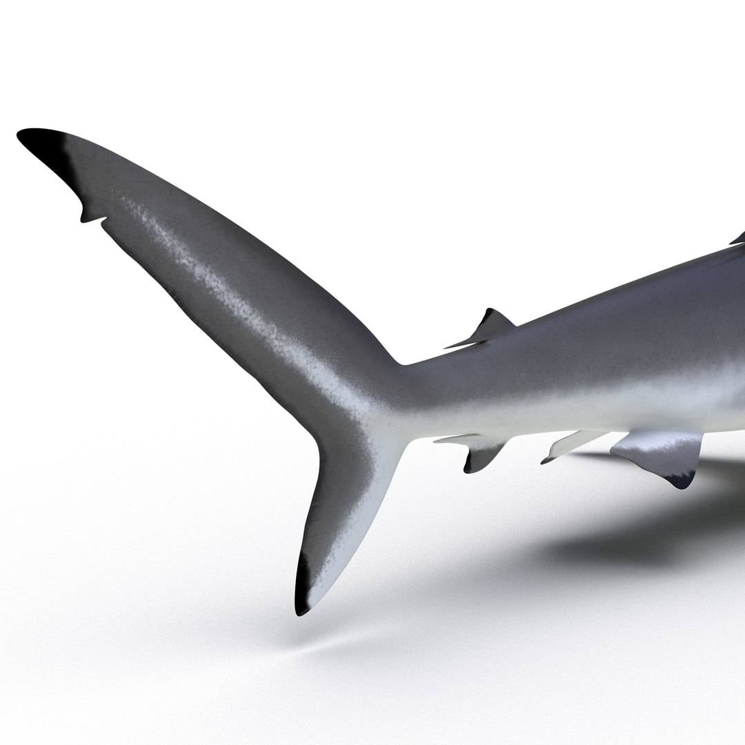 silky shark 3d max https://p.turbosquid.com/ts-thumb/YL/epAu8x/YDTMRJdc/silkyshark3dmodel15/jpg/1449925736/1920x1080/fit_q87/073a5da75e9543ccda66d68eb62d707417d70248/silkyshark3dmodel15.jpg