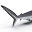 Silky Shark
