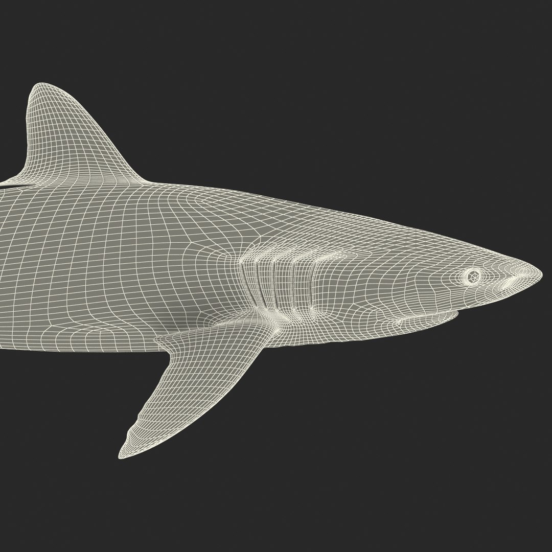 silky shark 3d max https://p.turbosquid.com/ts-thumb/YL/epAu8x/dKIurTR5/silkyshark3dmodel32/jpg/1449925737/1920x1080/fit_q87/107a17ea901f66a29ea23a433cd2265e2dcc58a4/silkyshark3dmodel32.jpg