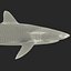 Silky Shark