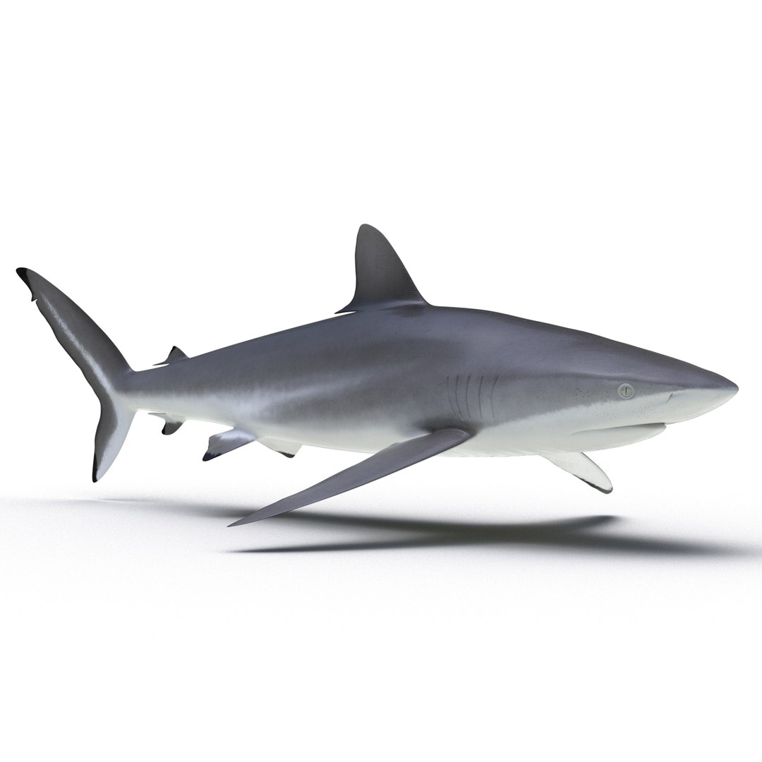 silky shark 3d max https://p.turbosquid.com/ts-thumb/YL/epAu8x/dhupmD6o/silkyshark3dmodel03/jpg/1449925735/1920x1080/fit_q87/4b1dd178bca332788d01818711e19e6a1052f021/silkyshark3dmodel03.jpg