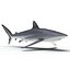 Silky Shark