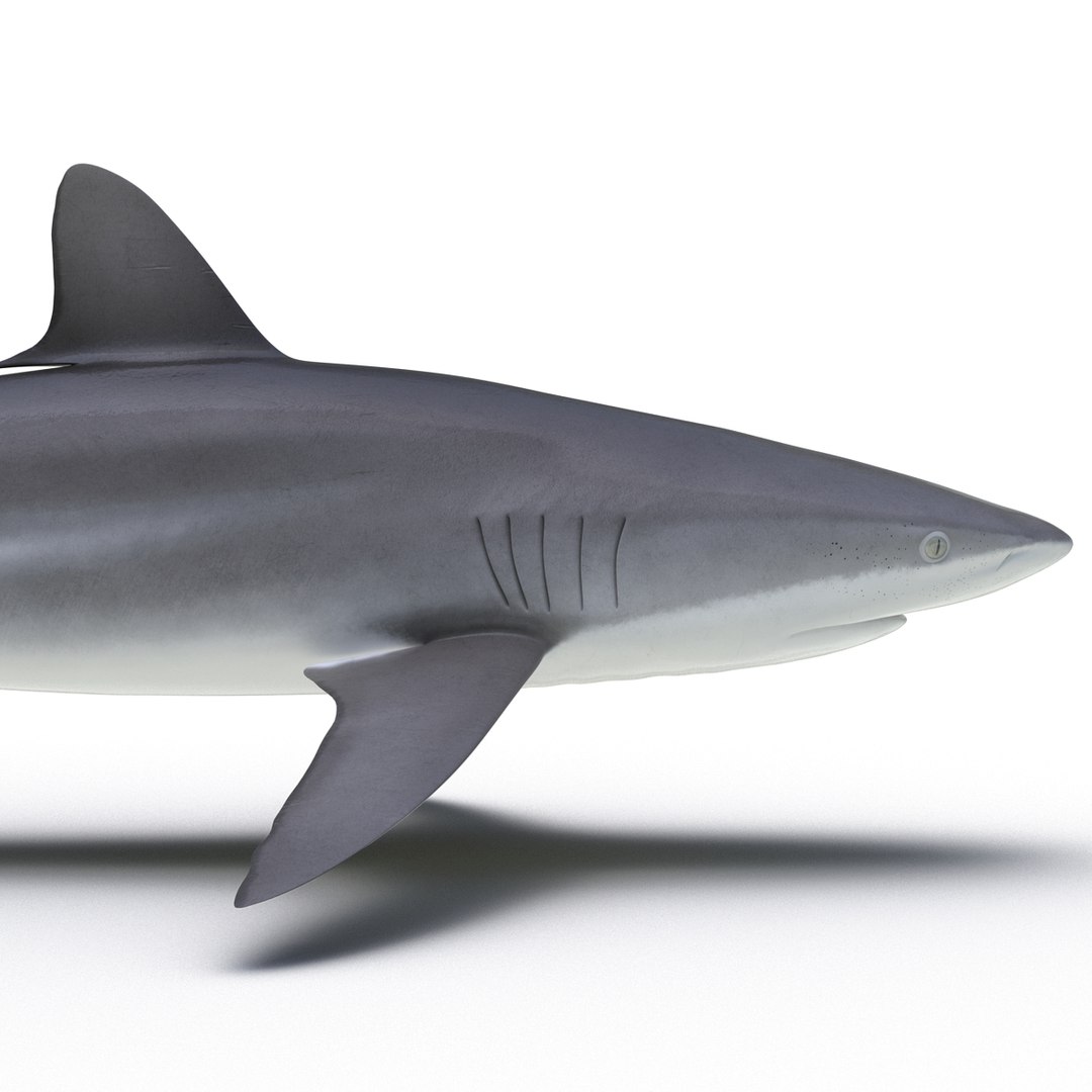 silky shark 3d max https://p.turbosquid.com/ts-thumb/YL/epAu8x/h9UJUVO1/silkyshark3dmodel14/jpg/1449925736/1920x1080/fit_q87/cd66b5adac65925ee3a084ae0df5b31d94c176a7/silkyshark3dmodel14.jpg