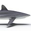 Silky Shark