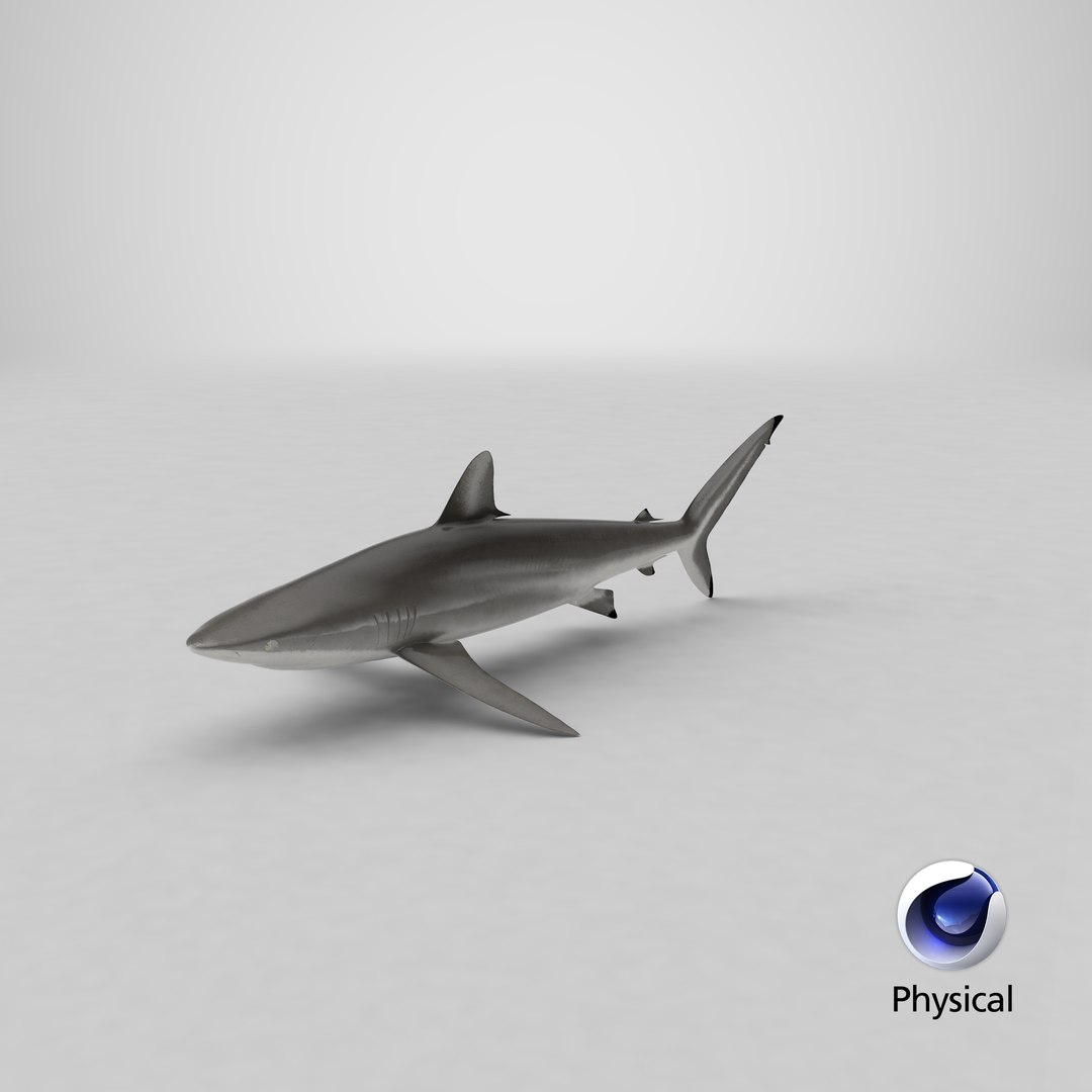 silky shark 3d max https://p.turbosquid.com/ts-thumb/YL/epAu8x/iy/stemcell_cinema_4d_physical_render/png/1670955947/1920x1080/fit_q87/d22776814938ac78fdf2845120223a8d8d5951cb/stemcell_cinema_4d_physical_render.jpg
