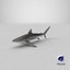 Silky Shark