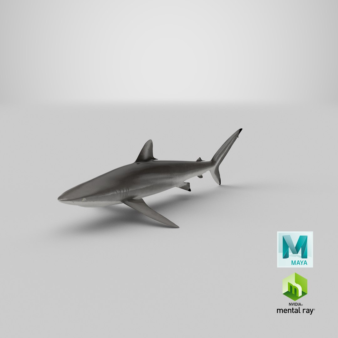 silky shark 3d max https://p.turbosquid.com/ts-thumb/YL/epAu8x/jE/stemcell_maya_mental_ray_render/png/1670955959/1920x1080/fit_q87/8b9565b9d27537fa4be909263aa77aa539056daa/stemcell_maya_mental_ray_render.jpg