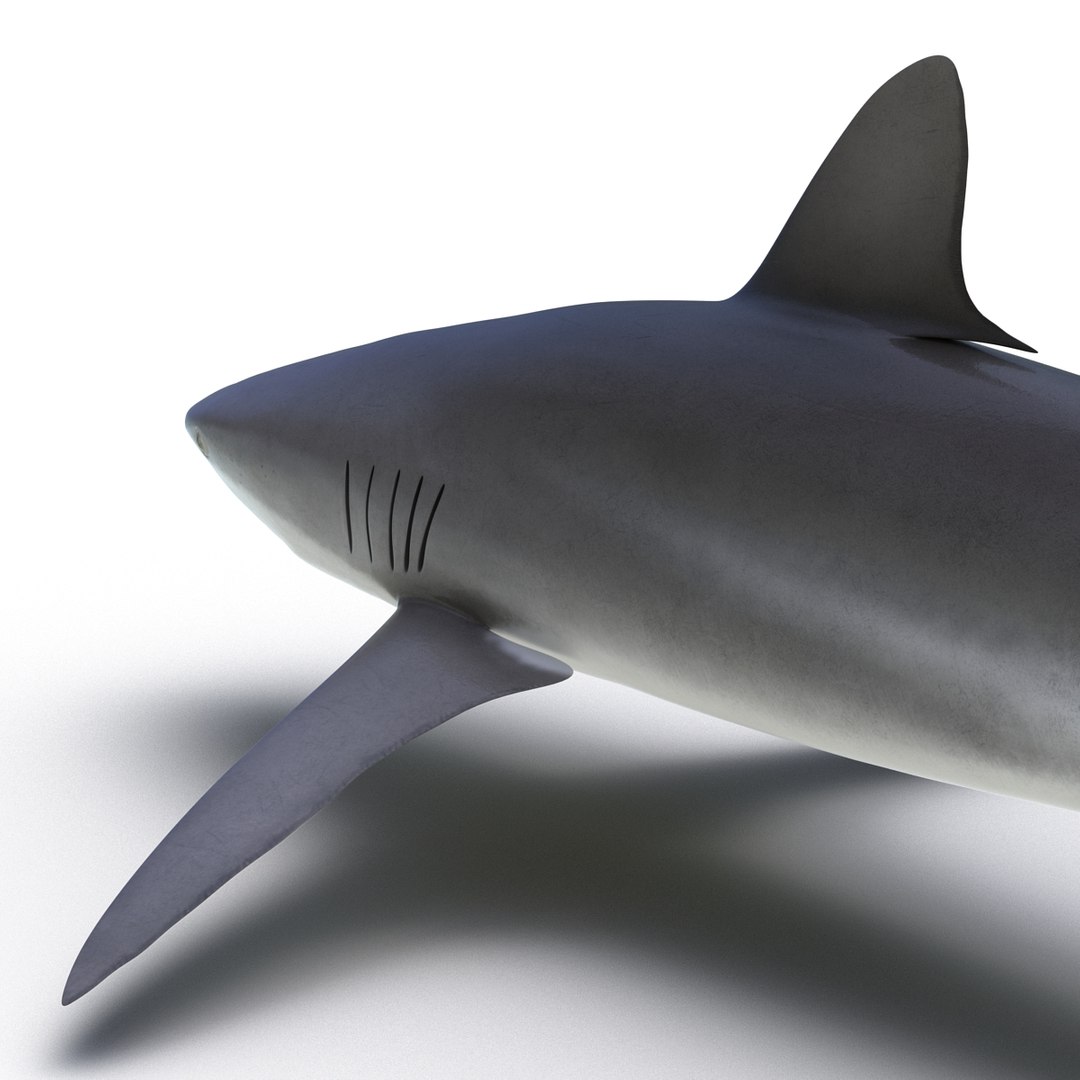 silky shark 3d max https://p.turbosquid.com/ts-thumb/YL/epAu8x/lOLyluCn/silkyshark3dmodel16/jpg/1449925736/1920x1080/fit_q87/ab5b81d7add053ae380804076970d558962515ed/silkyshark3dmodel16.jpg