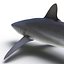 Silky Shark