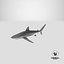 Silky Shark