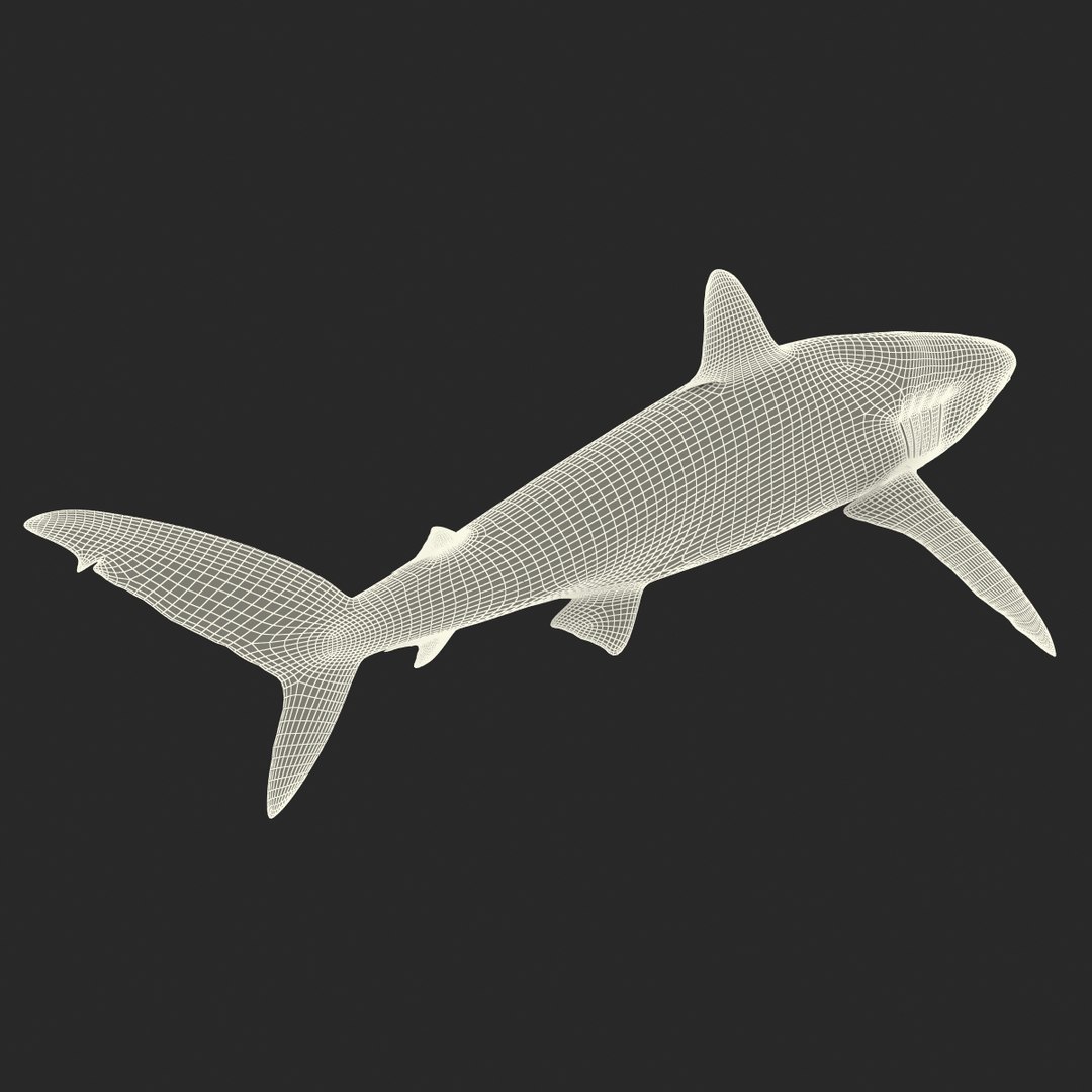 silky shark 3d max https://p.turbosquid.com/ts-thumb/YL/epAu8x/mAwNmNxq/silkyshark3dmodel25/jpg/1449925736/1920x1080/fit_q87/a562c00452c9572da625a3c80244751d36fb3229/silkyshark3dmodel25.jpg