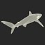 Silky Shark
