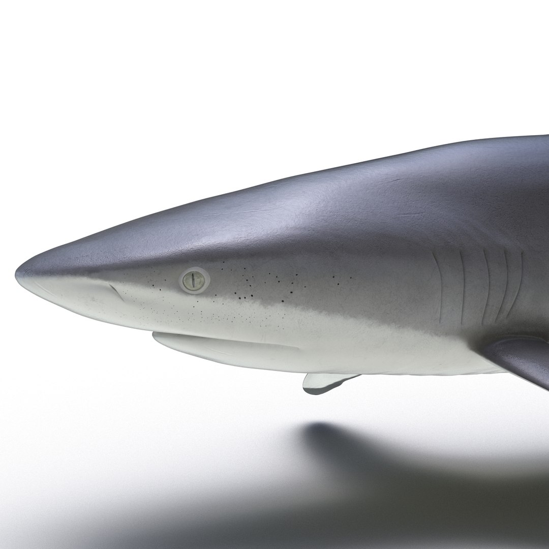 silky shark 3d max https://p.turbosquid.com/ts-thumb/YL/epAu8x/mUJGf8Ko/silkyshark3dmodel17/jpg/1449925736/1920x1080/fit_q87/baa3ddec6c434c9e2393feeb1083510cec0541de/silkyshark3dmodel17.jpg