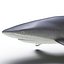 Silky Shark