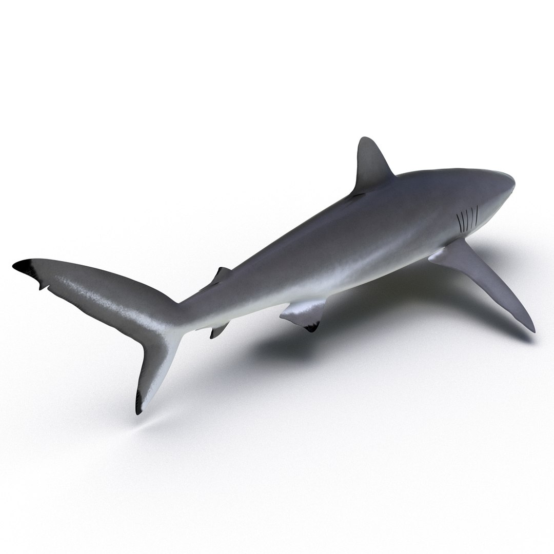 silky shark 3d max https://p.turbosquid.com/ts-thumb/YL/epAu8x/ms3ie8n8/silkyshark3dmodel04/jpg/1449925735/1920x1080/fit_q87/e39876f1e29b3bd84d07b1c6dd317c54e0131ce4/silkyshark3dmodel04.jpg