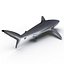 Silky Shark