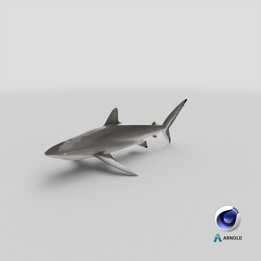 silky shark 3d max https://p.turbosquid.com/ts-thumb/YL/epAu8x/oq/stemcell_cinema_4d_arnold_render/png/1670955948/1920x1080/fit_q87/37a0010f30c7977cf7c25b0299744259fcd173b8/stemcell_cinema_4d_arnold_render.jpg