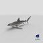 Silky Shark