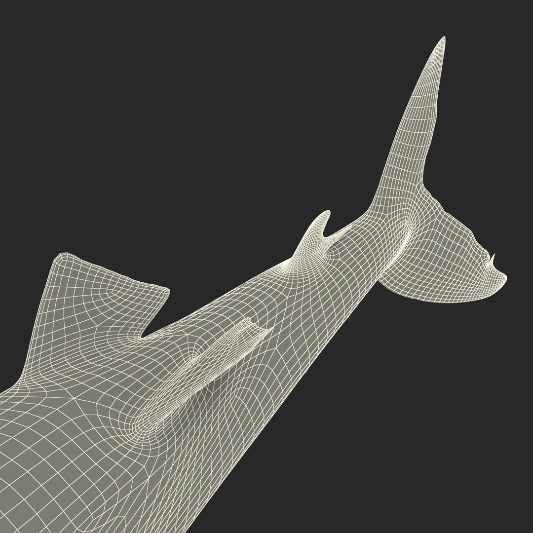 silky shark 3d max https://p.turbosquid.com/ts-thumb/YL/epAu8x/pDHKReWu/silkyshark3dmodel31/jpg/1449925737/1920x1080/fit_q87/f0e33196bc7bd8a66ccbdb079fd84974fb67e3d0/silkyshark3dmodel31.jpg