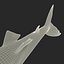 Silky Shark