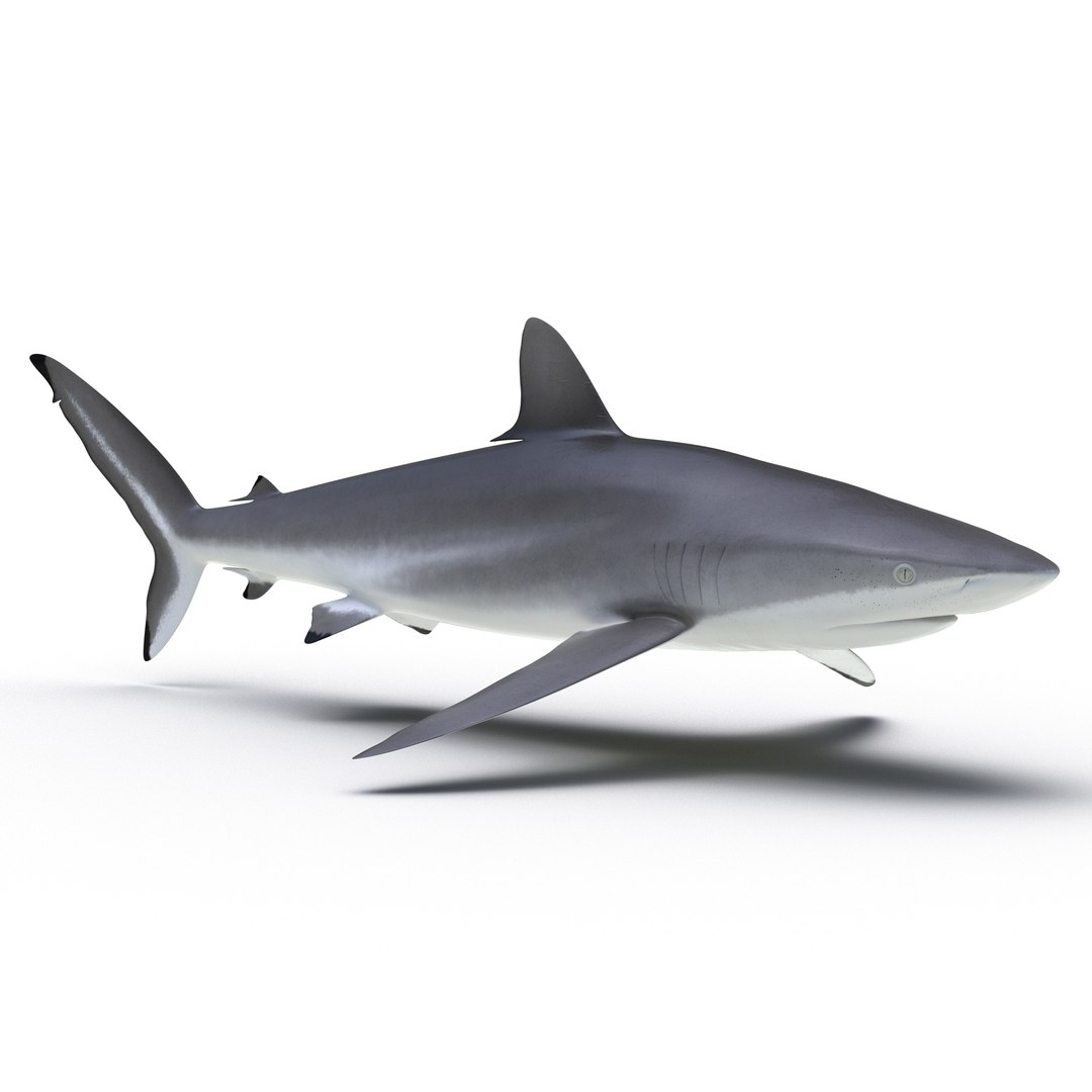 Silky Shark 3D model preview
