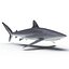 Silky Shark