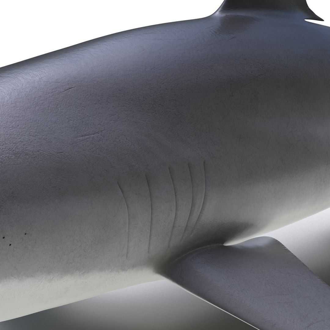 silky shark 3d max https://p.turbosquid.com/ts-thumb/YL/epAu8x/w8HPyaYe/silkyshark3dmodel18/jpg/1449925736/1920x1080/fit_q87/57a645d71f899f1644357c3e5c2eed9d9a380aeb/silkyshark3dmodel18.jpg