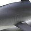 Silky Shark