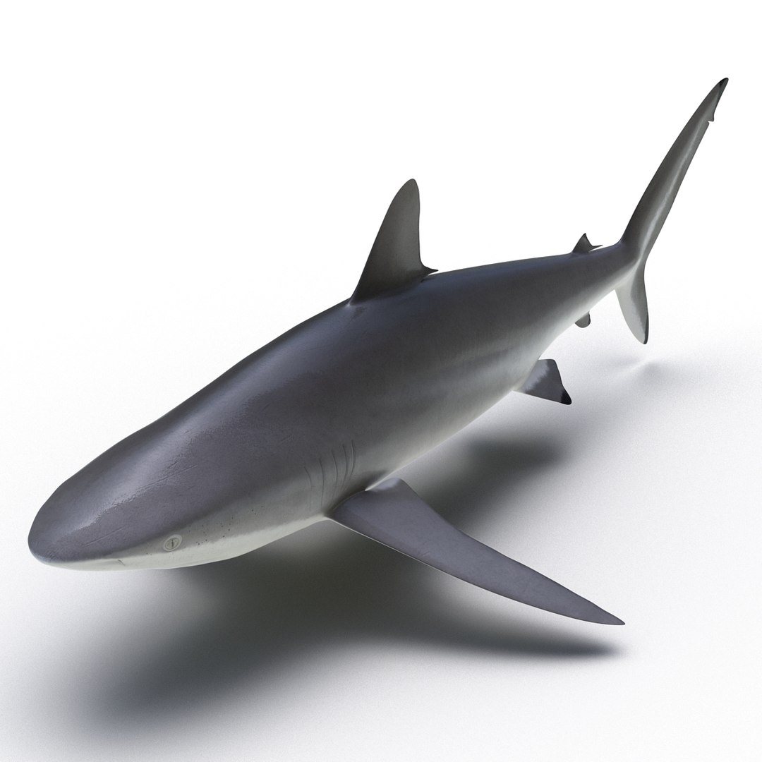 silky shark 3d max https://p.turbosquid.com/ts-thumb/YL/epAu8x/xCwC0Fgw/silkyshark3dmodel02/jpg/1449925735/1920x1080/fit_q87/ebbbdbba910a01c19f6f876a454b36598e53e050/silkyshark3dmodel02.jpg