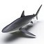 Silky Shark