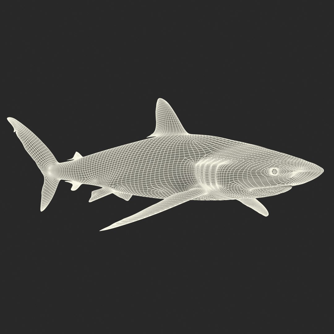 silky shark 3d max https://p.turbosquid.com/ts-thumb/YL/epAu8x/xU8kYy96/silkyshark3dmodel24/jpg/1449925736/1920x1080/fit_q87/1bd709d11e5536670e22fce7f200d09375617b98/silkyshark3dmodel24.jpg
