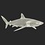 Silky Shark