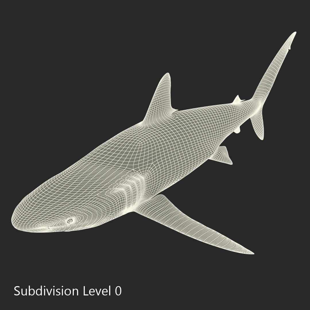 silky shark 3d max https://p.turbosquid.com/ts-thumb/YL/epAu8x/y9uPZUxR/silkyshark3dmodel19/jpg/1449925736/1920x1080/fit_q87/9d10f790b2d327a3b47befadadec1eb1866c6100/silkyshark3dmodel19.jpg