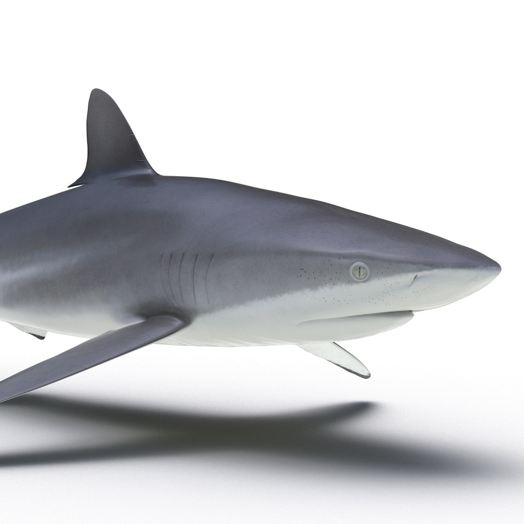 silky shark 3d max https://p.turbosquid.com/ts-thumb/YL/epAu8x/ysMYzXPr/silkyshark3dmodel10/jpg/1449925735/1920x1080/fit_q87/22e00fe2ccdfe49c04c4e901a90b177ce1d3a55d/silkyshark3dmodel10.jpg