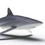 Silky Shark