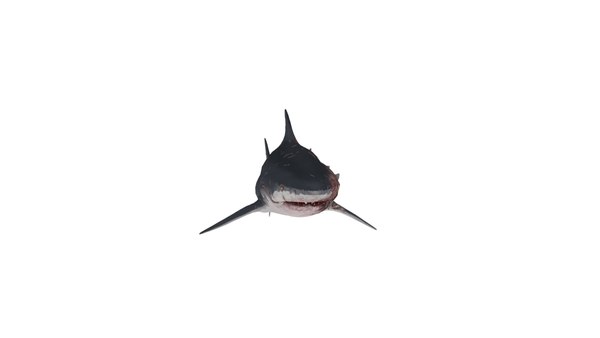 長老のサメの索具とアニメーション3dモデル Turbosquid