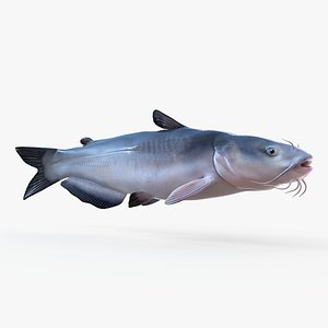 Blue Catfish Animated model
