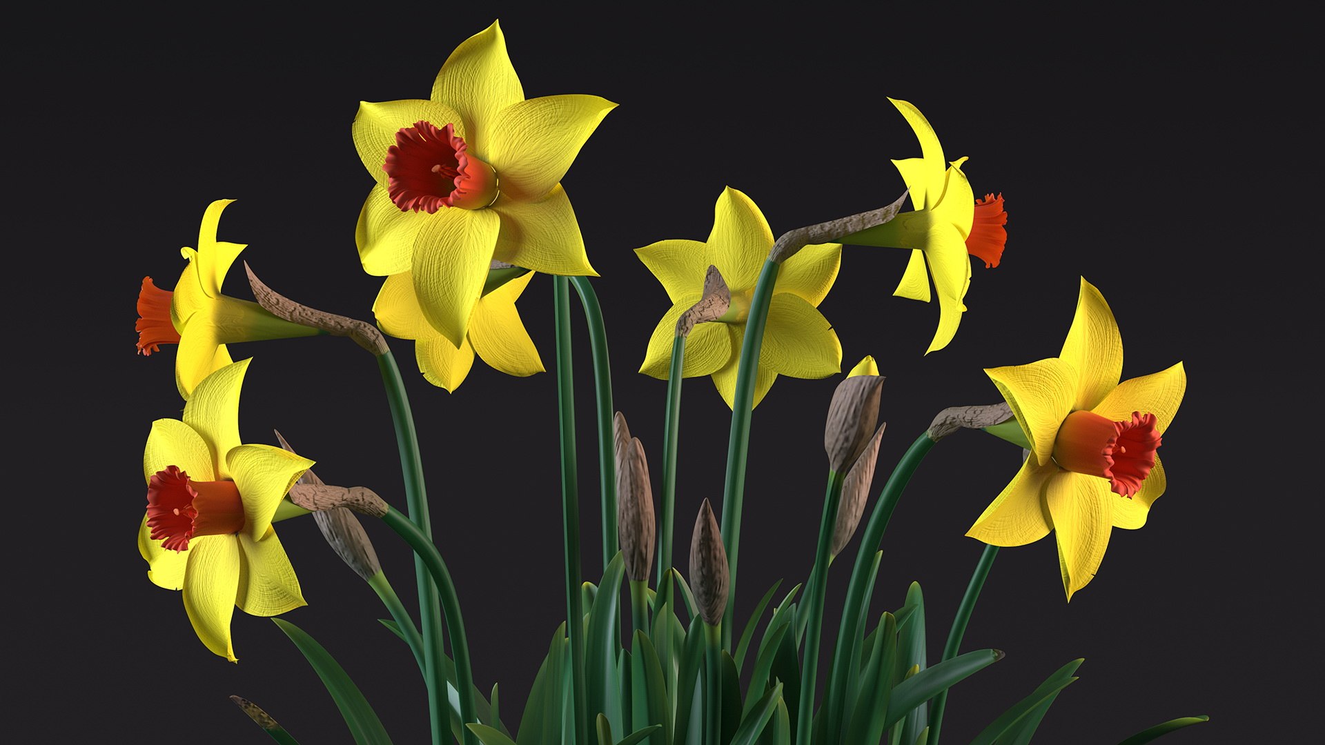 Growing Yellow Daffodils 3D Model - TurboSquid 2088873