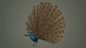 3D peacock bird feather textured animal wings fly colour wildlife