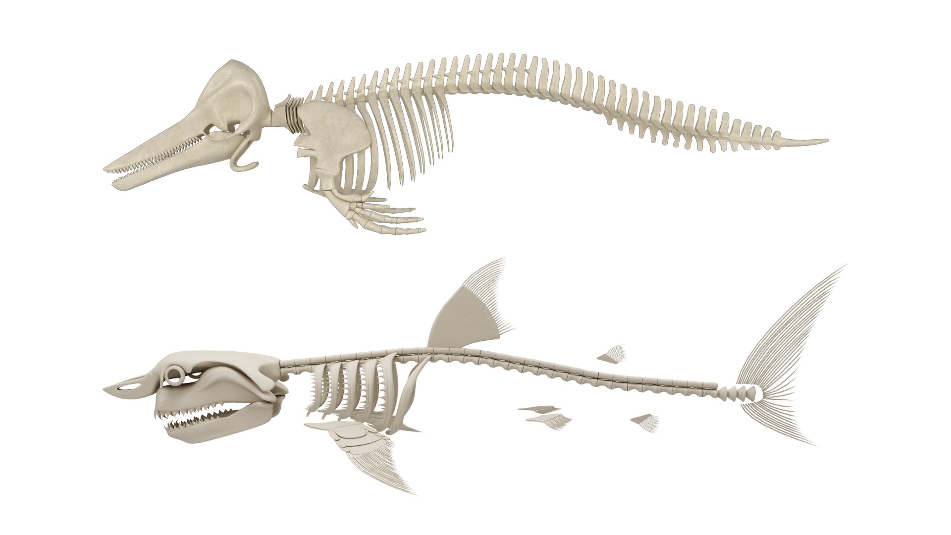 3D Model White Shark And Dolphin Skeletons - TurboSquid 2223589