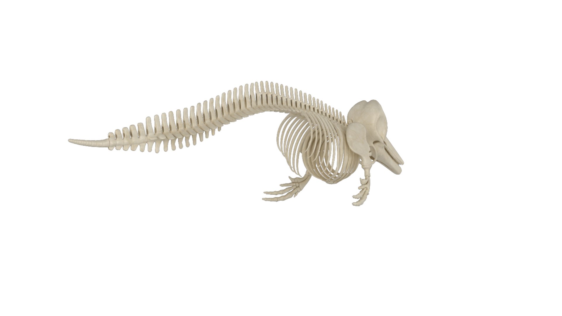 3D Model White Shark And Dolphin Skeletons - TurboSquid 2223589