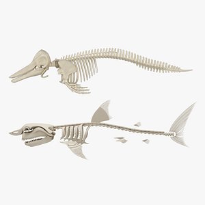 3D model White Shark and Dolphin Skeletons