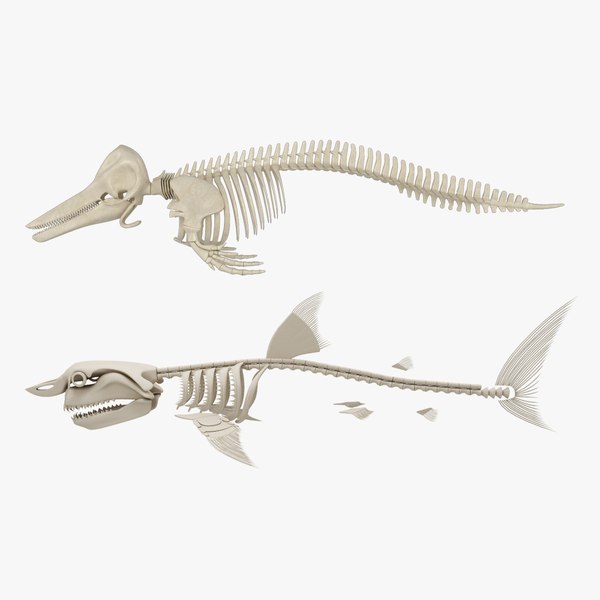 Fish Skeleton 3D Models for Download | TurboSquid