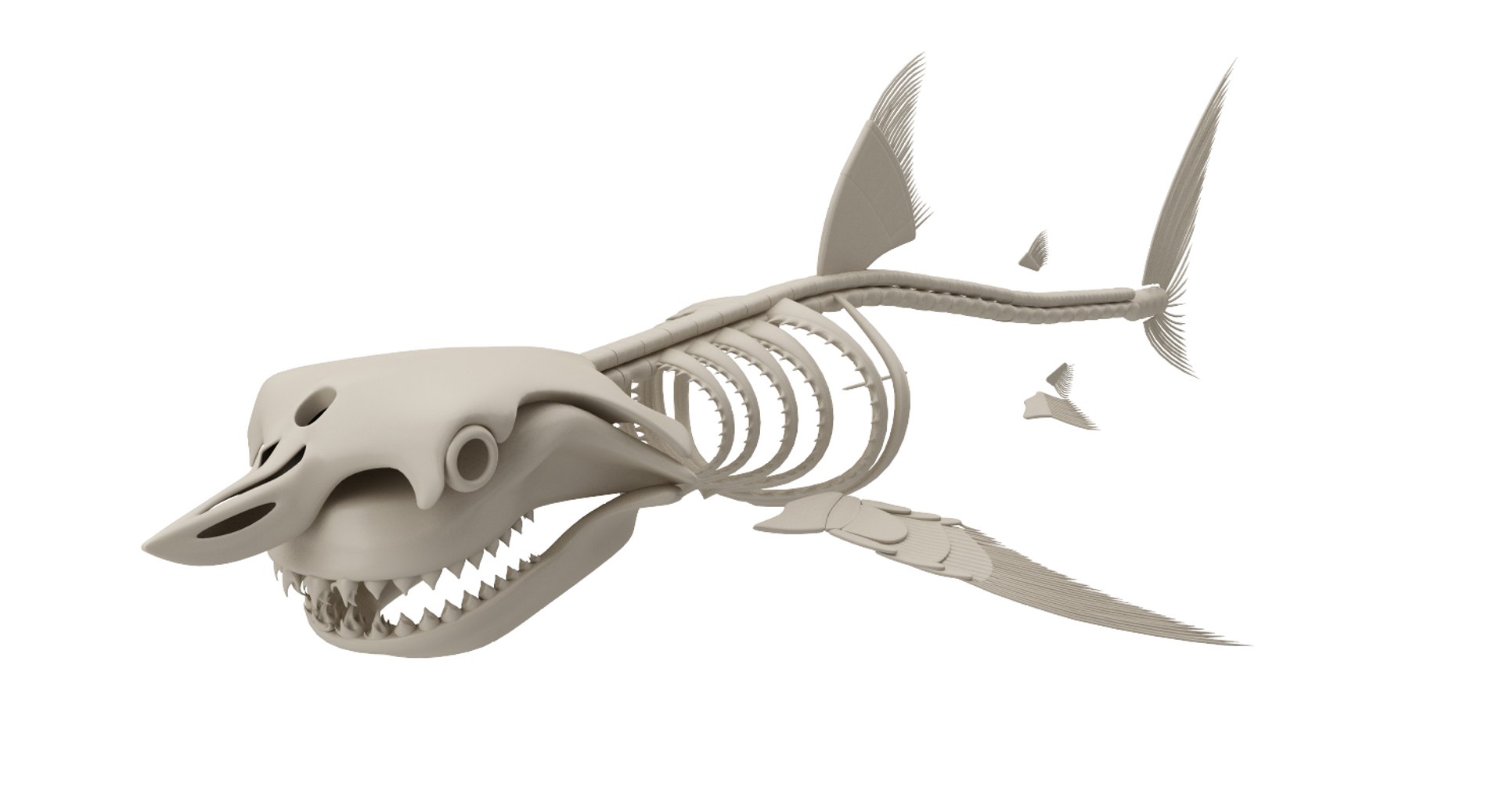 3D Model White Shark And Dolphin Skeletons - TurboSquid 2223589