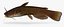 Ameiurus natalis Yellow Bullhead