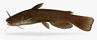 Ameiurus natalis Yellow Bullhead