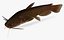 Ameiurus natalis Yellow Bullhead