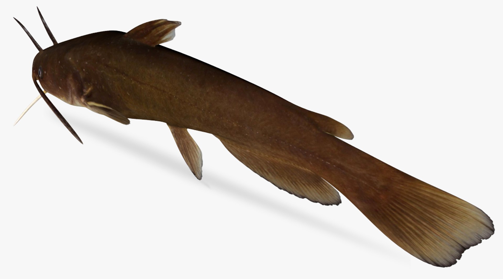 3D ameiurus natalis yellow bullhead https://p.turbosquid.com/ts-thumb/YL/p2ZIQJ/k9HkD6NZ/4/jpg/1492774659/1920x1080/fit_q87/0d1a68ca12c8507fdf669b564c7463789fe59ab8/4.jpg