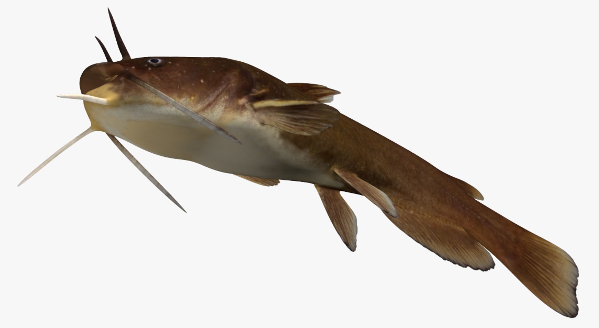 3D ameiurus natalis yellow bullhead https://p.turbosquid.com/ts-thumb/YL/p2ZIQJ/oH87fj71/2/jpg/1492774659/1920x1080/fit_q87/19344b5e59c13c40894baf75df057777f14bb68f/2.jpg