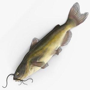 3D Channel Catfish Laying on Side model